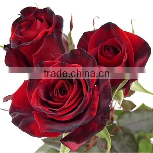 Wholesale Natural Rose Flower From Kunming Flower Base thumbnail-2