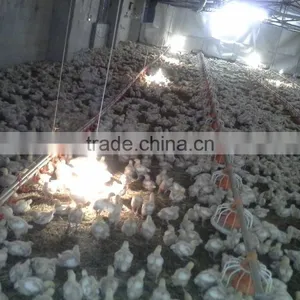 Automatic Chick House Design thumbnail-5
