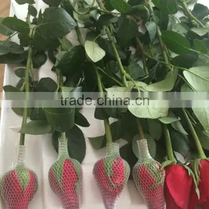 Fresh Cut Flower Varieties Fresh Rose Flowers Hot Selling thumbnail-4