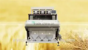 New Condition Peeled Garlic Sorter Machine thumbnail-1