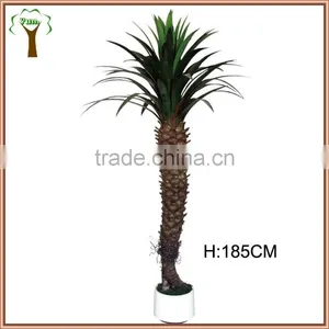Big Landscape Sisal Yucca Tree thumbnail-1