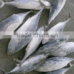 Frozen Bonito Tuna thumbnail-1