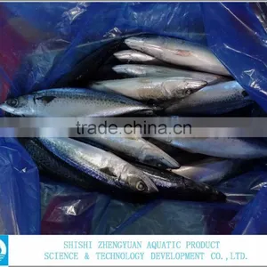 300-500g,400-600g Frozen Pacific/atlantic Mackerel thumbnail-2