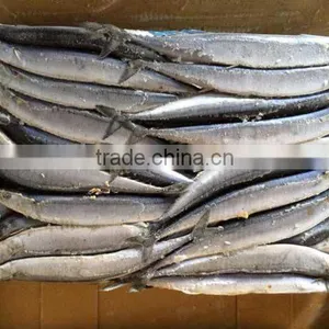 Pacifc Saury Frozen thumbnail-1