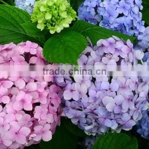 Home and Wedding Decoration Fresh Hydrangea Flower Hydrange Cut Flower thumbnail-5