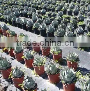 Agave Havardiana "Havard Agave" in 8 Liters Pot thumbnail-2