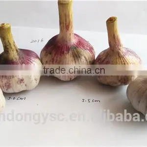 Wholesale China Garlic Price thumbnail-2