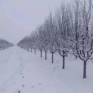 Prices of Sichuan North American Crabapples, Quotation List From the Base, Manufacturers and Wholesalers thumbnail-3