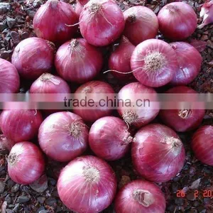 Onion From Nasik,India thumbnail-1