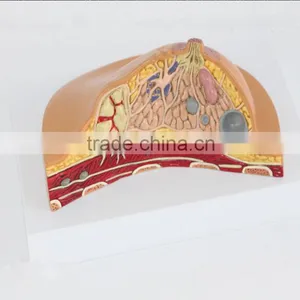Medical Breast Disease Model Breast Anatomical Model Medical Training Model Breast Feeding Model thumbnail-4