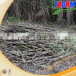 New Agriculture Sugarcane Leaf Shredding Machine/sugar Cane Leaf Removing Machine From TAGRM Supplier's Choice thumbnail-6
