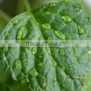 100% Pure Patchouli Oil For Exports | Patchouli Oil From India thumbnail-1