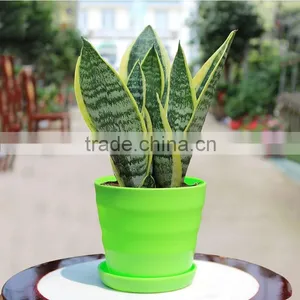 Green Plants for Residence thumbnail-1