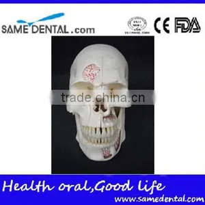 Dental Ten Section Skull Model DEA-40 thumbnail-2