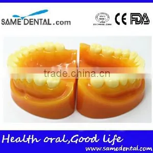 Double-Color Dentition Model Dental Eduction Assistant No. DEA-09 thumbnail-1