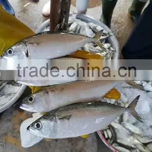 FROZEN INDIAN MACKEREL Whole Round thumbnail-4