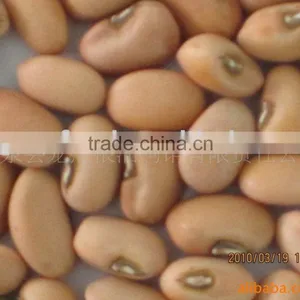 China Cowpea thumbnail-1