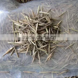 High Sprouting Rate Bamboo Seeds For Growing Bamboo Trees and Shoots thumbnail-2