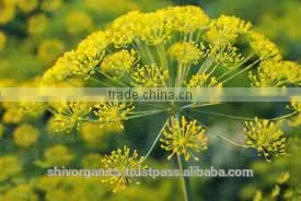 Galbanum Essential Oil thumbnail-2