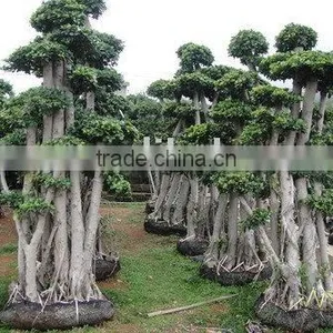 Ficus Tree thumbnail-1