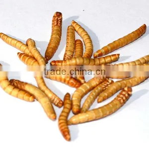 Freeze Dried Mealworm for Backyard Chicken thumbnail-2