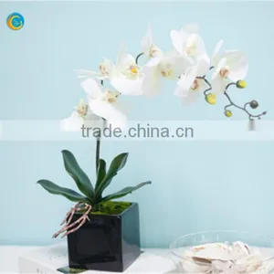 Black Box Fragrance Reed Diffuser, Perfume Diffuser With Cube Glass Vase thumbnail-1