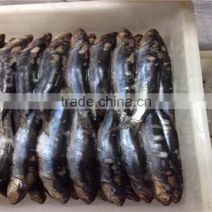 Good Quality Frozen Whole Anchovy thumbnail-6