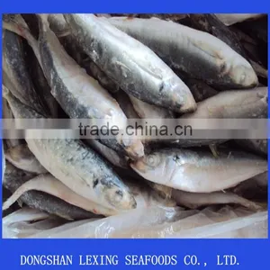 Frozen IQF Horse Mackerel thumbnail-1