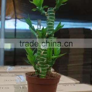 Lucky Bamboo Dracaena Sanderiana Lotus Bamboo thumbnail-2