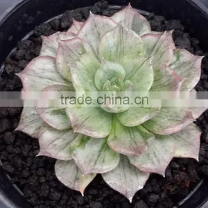 Echeveria Silver Prince Variegated, Decorative Plants Echeveria, Succulent Plants, Tropical thumbnail-1