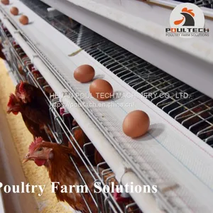 A Type Layer Chicken Cage Equipment for Poultry Farm thumbnail-5