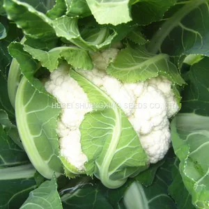 Tight Snow White Cauliflower Seeds Broccoli Seeds for Sale thumbnail-5