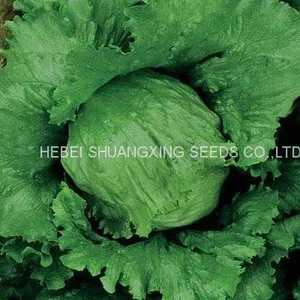 Hybrid Iceberg Lettuce Seeds With Competitive Price thumbnail-2