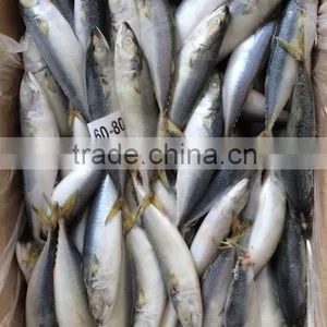 Landing Frozen Size 6 - 8 Pcs / kg Frozen Scomber Scomb thumbnail-3