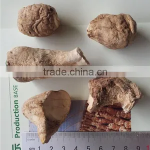 Dried Mushroom Leg , Mushroom Stem thumbnail-2
