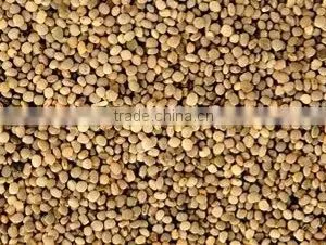 Guar Seeds thumbnail-4