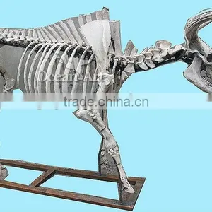 Life Size Artificial Animal Bones thumbnail-1