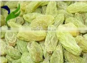 New Crop Organic Green Raisin With High Quality and Hot Sale thumbnail-1
