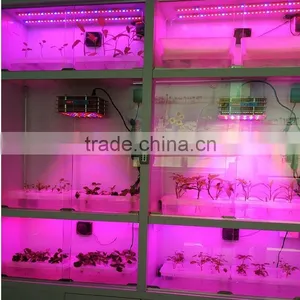 600w/1000w Led Grow Light Full Spectrum Certificate for Hydroponic Indoor Plants Growing thumbnail-5