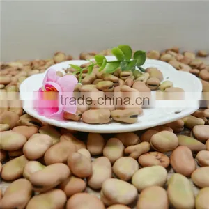 Broad Bean Hot Sale New Crop of 2016 High Quality Reasonable Price thumbnail-4