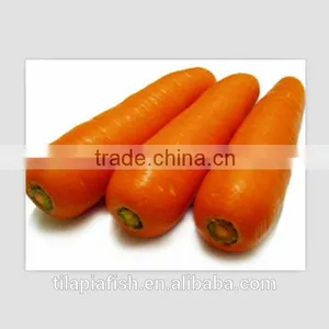 Fresh Carrot Production From Fujian thumbnail-1