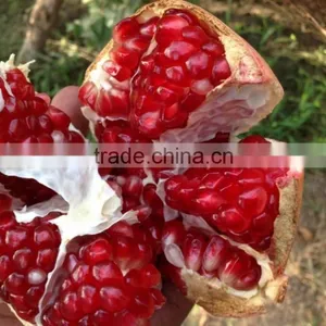 SGS Quality Certification of Egyptian Pomegranates thumbnail-3