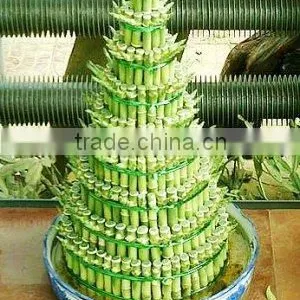 Indoor Decorative Ornamental Bonsai Plants of Dracaena Sanderiana thumbnail-6
