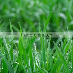 Wheatgrass Seeds Wheatgrass Powder thumbnail-2