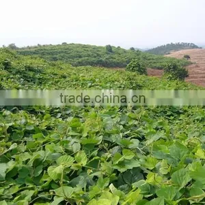 High Purity Puerarin 98% thumbnail-5