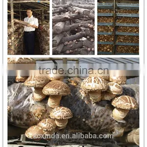 2015 Export Shiitake Mushroom ,Top Nutrition White Flower Mushroom thumbnail-2