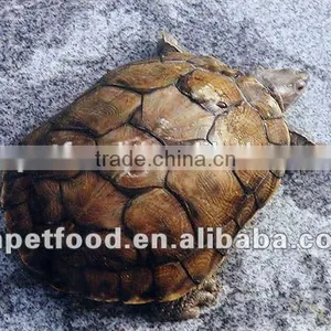 Dried Tenebrio Molitor Reptile Feeding thumbnail-5