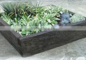 Resin Plant RSPTG-118C thumbnail-1