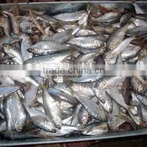 Fish Meal thumbnail-5