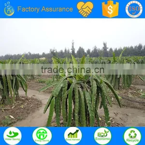 Fruit Tree Irrigation System Project Sample thumbnail-1